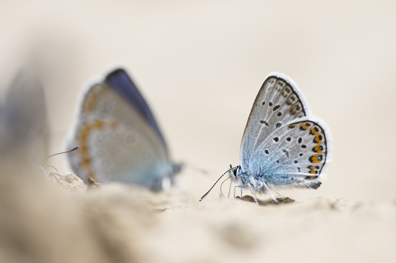 lg blauwtjeDSC 4152