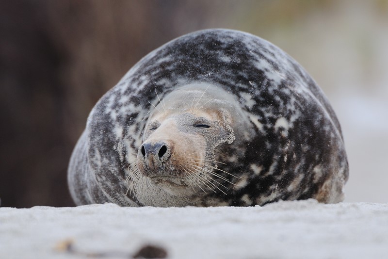 Rustende zeehond