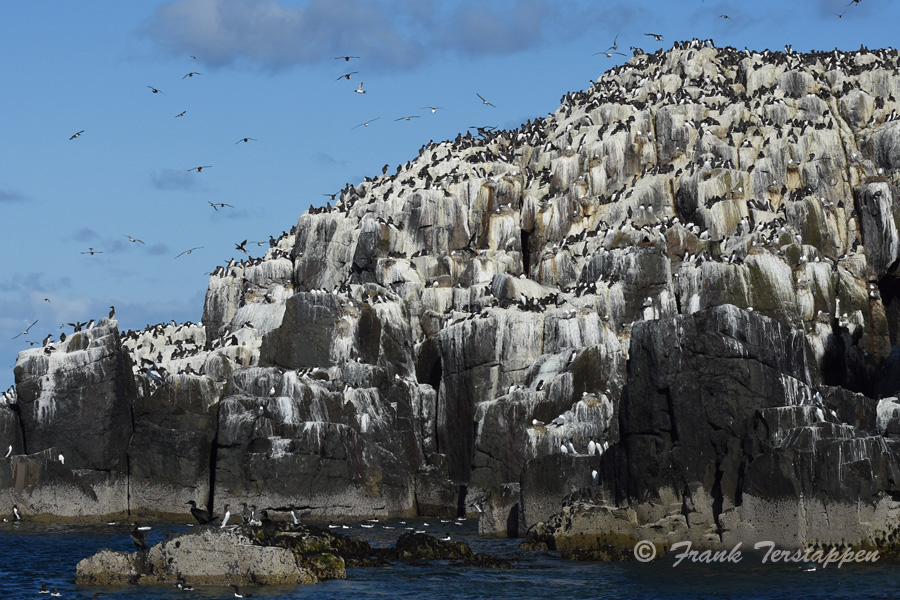 Farne-Island-FRT_3723.jpg