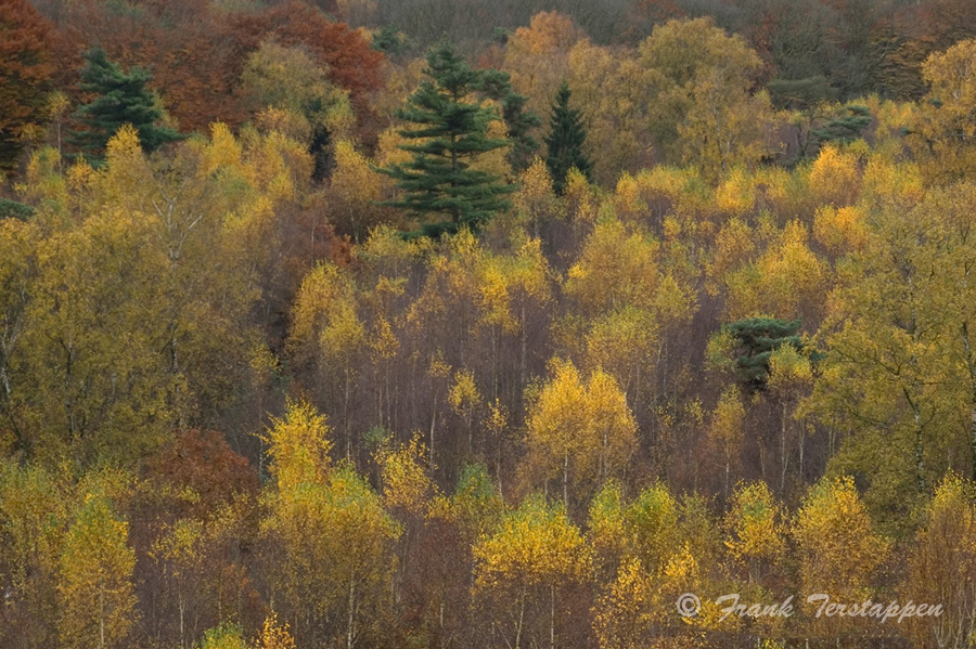 HerfstkleurUtrechtse-Heuvelrug-04-11-07-FrT-163.jpg