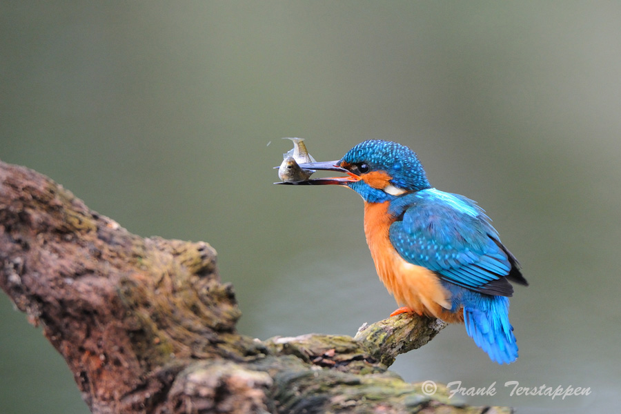 IJsvogel-met-visje-FrT_1438_100824.jpg