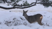 Dieren in het wild_11