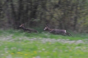 Dieren in het wild_12