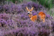 Dieren in het wild_13