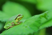 Dieren in het wild_1