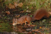 Dieren in het wild_2