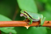 Dieren