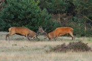 Dieren