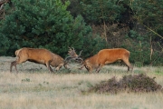 Dieren in het wild