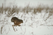 Dieren in het wild_5