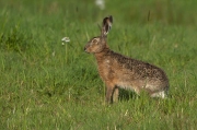 Dieren in het wild_6
