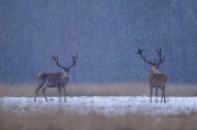 Dieren in het wild_7