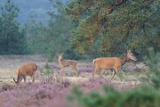 Dieren in het wild_9