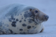 Zeehonden