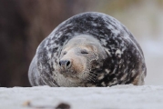 Zeehonden_1