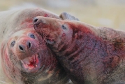Zeehonden_2