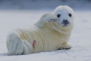 Zeehonden