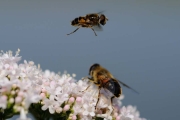 Macro