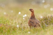 Engeland Schotland_11