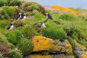 Engeland Schotland_25