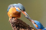 Vogels