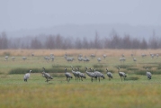 Vogels