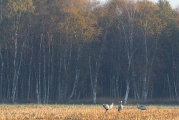 Kraanvogels_7