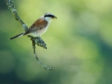 Vogels algemeen