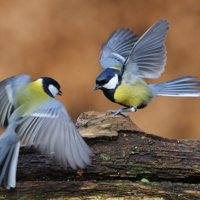 nbVogels op de voertafel FrT 8050 97169